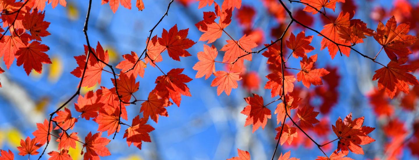 fall leaves