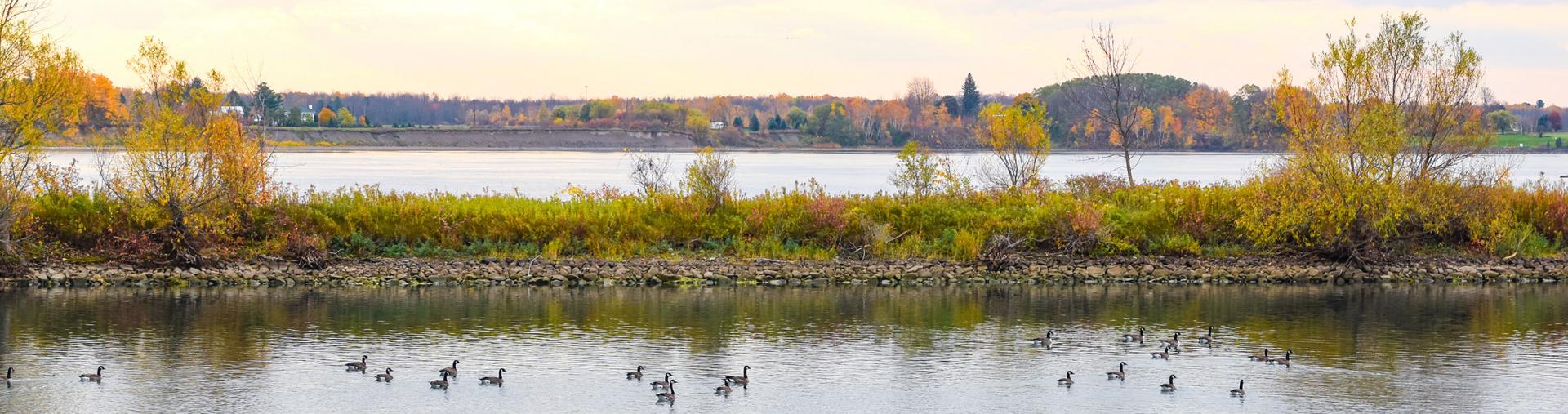 Geese on the river