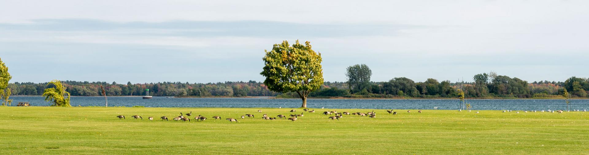 View of green space park