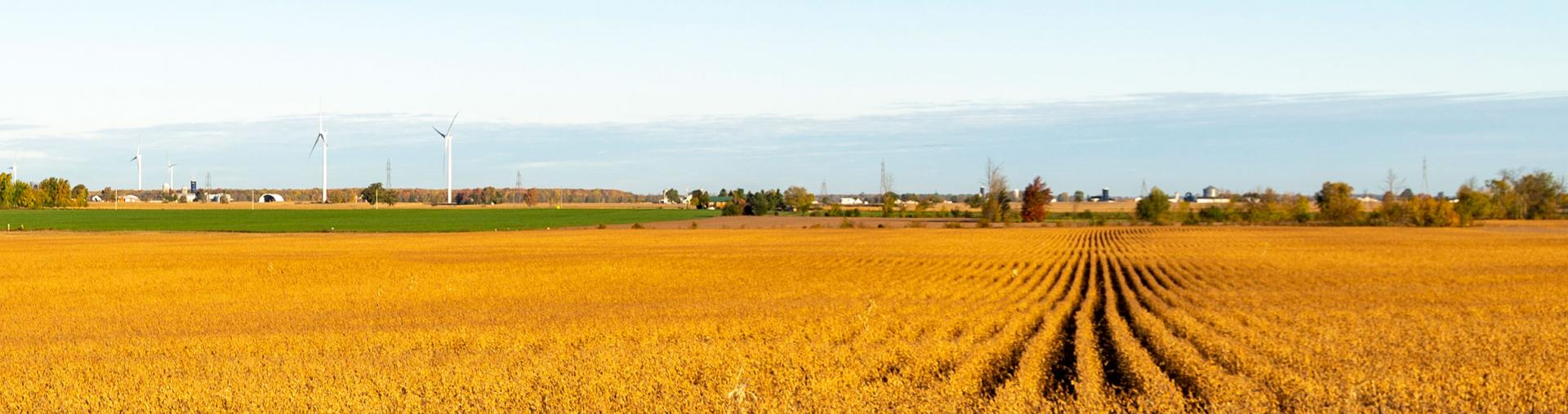 Farm field