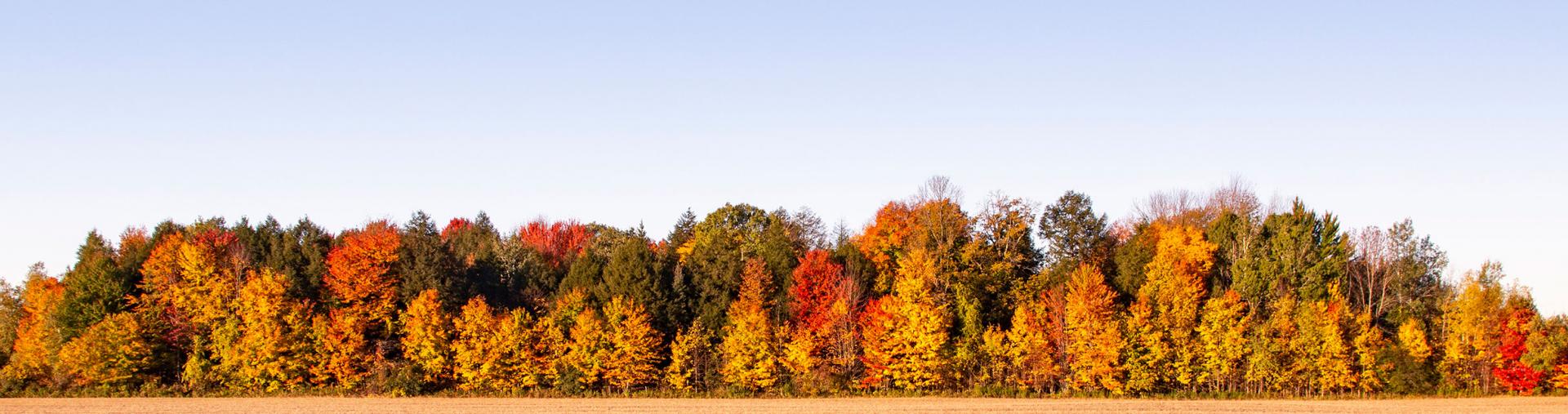 Rural area and forest in fall