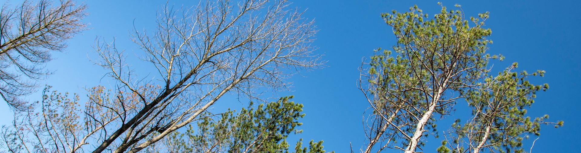 View of tree tops 