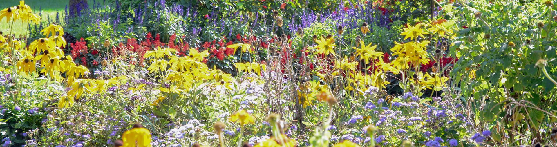 Wild flowers in bloom