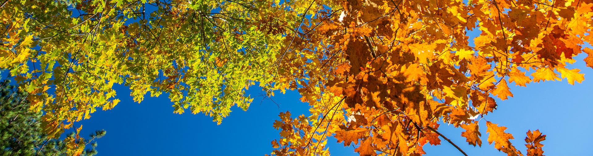 Fall tree tops