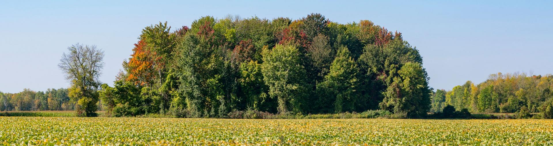 Farm field and forest