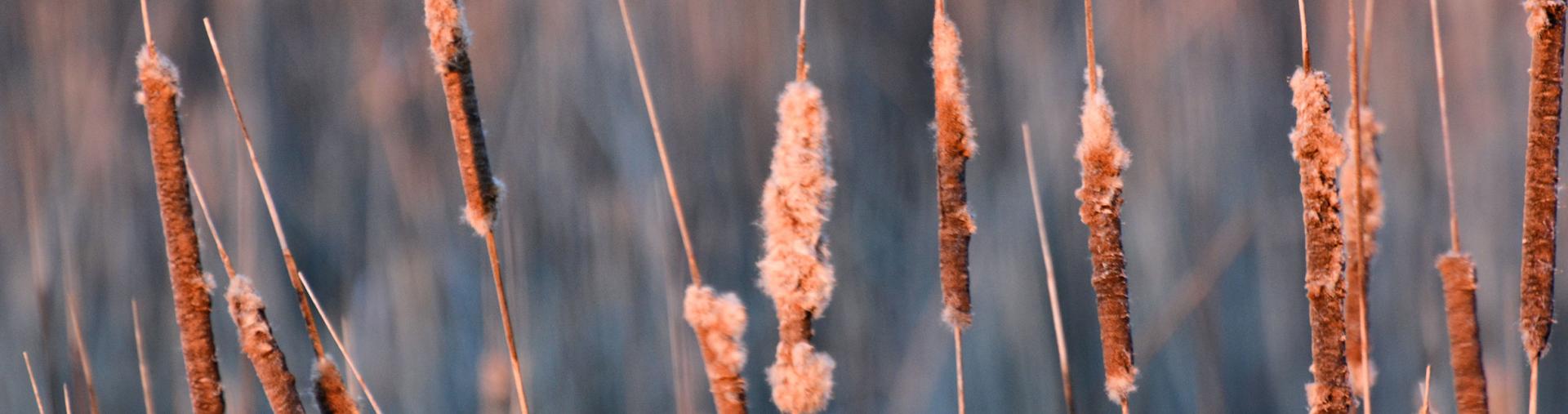 Cattails in fall