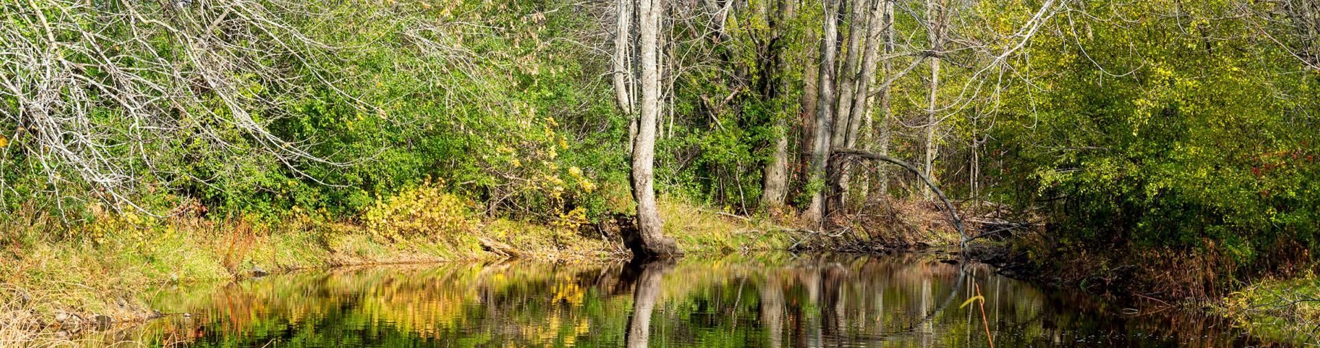 Pond in fall