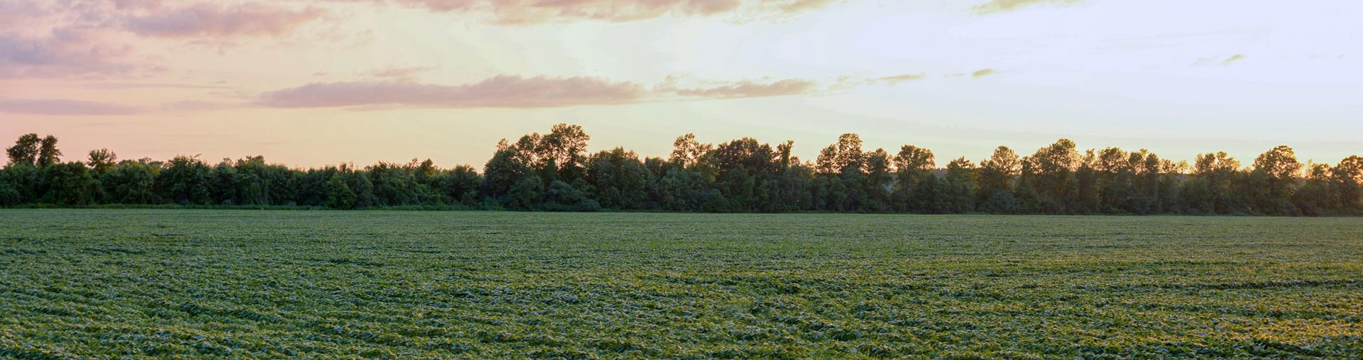 Farm field