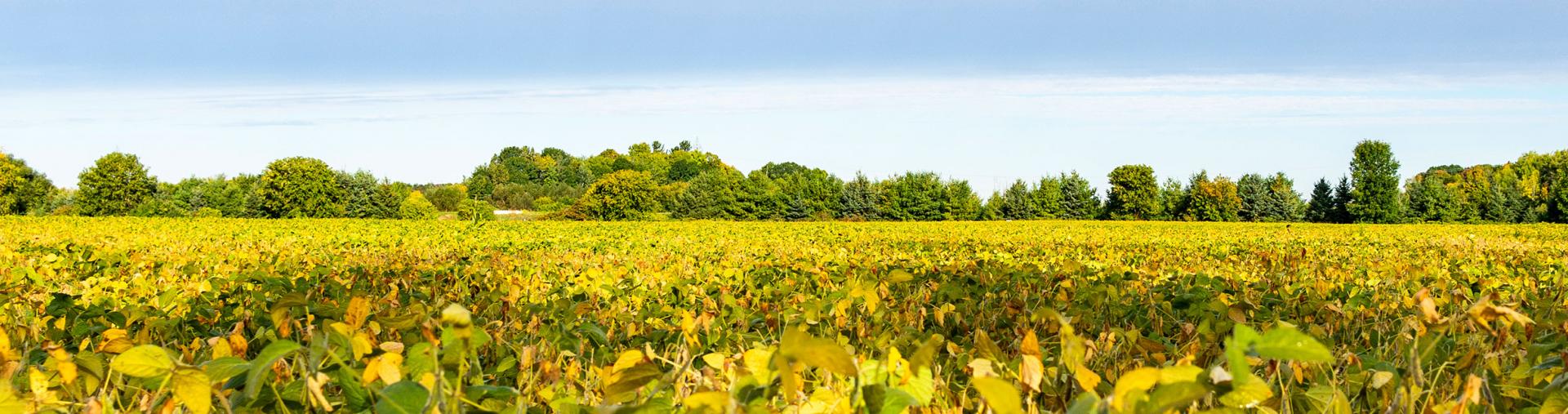 Agricultural soybean field