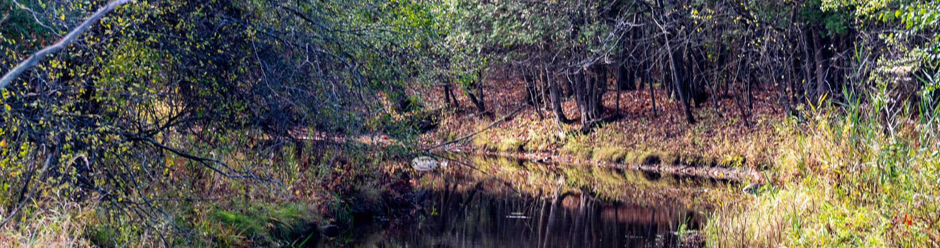 Pond in fall