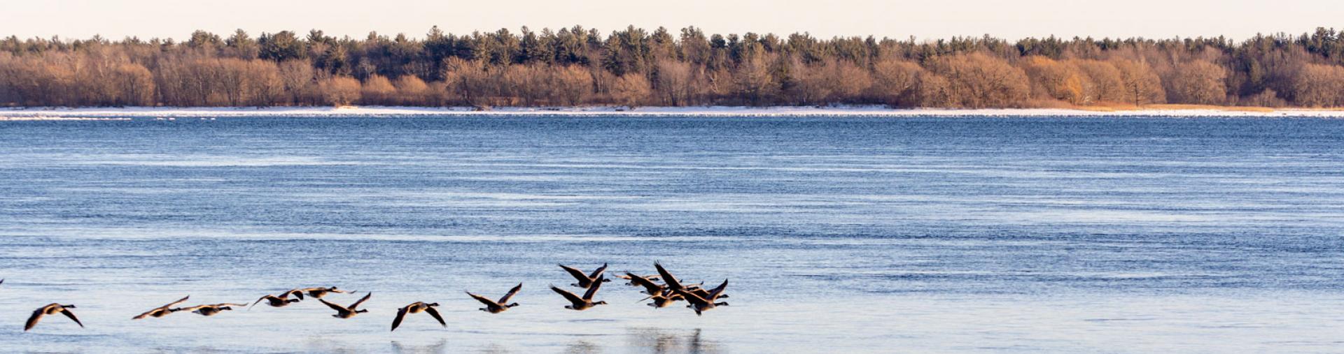 Flock of geese flying over river