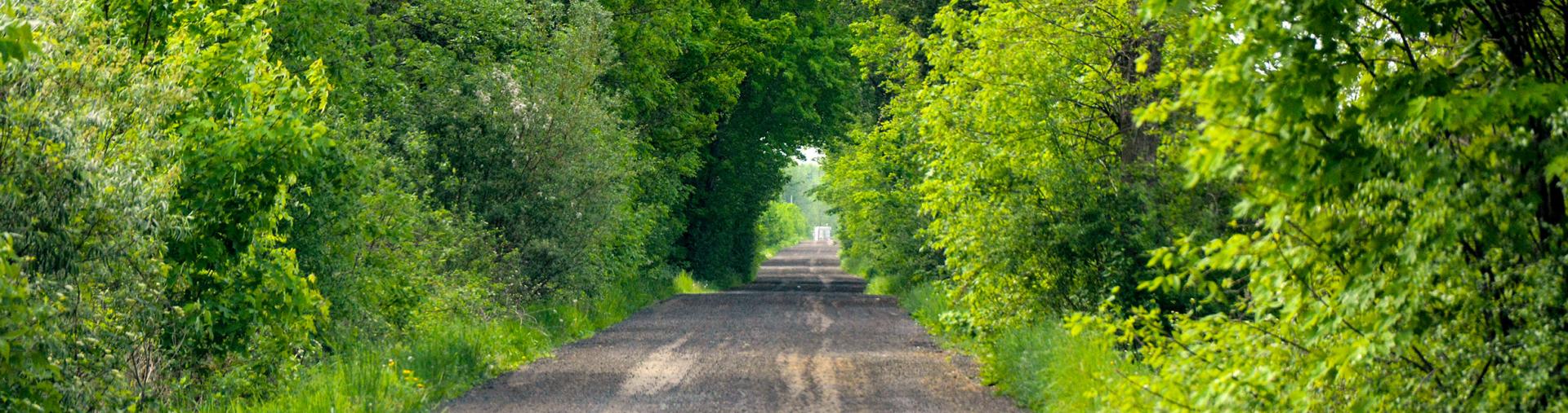roadway with lots of trees and brush
