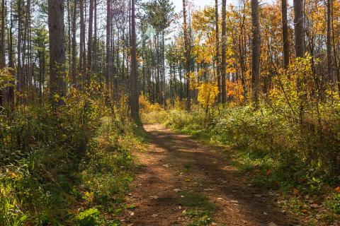 Robert Graham walking trail