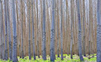 Birch trees of forest