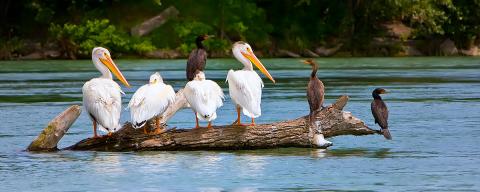 Birds on a log
