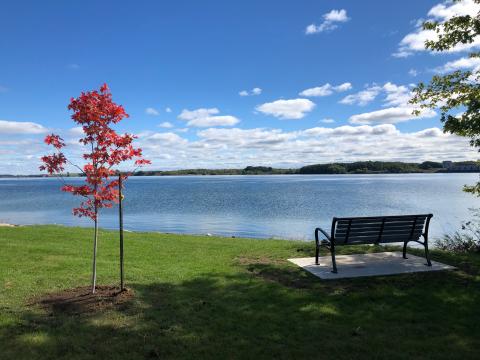 tree and bench